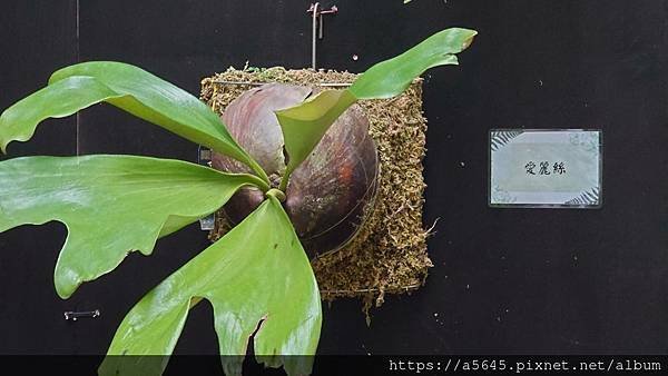 2024蕨類植物展下