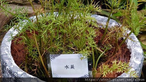 2024蕨類植物展下