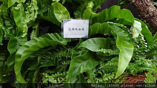 2024蕨類植物展下