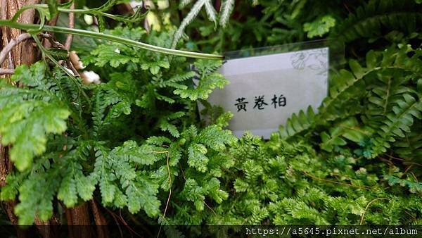 2024蕨類植物展下