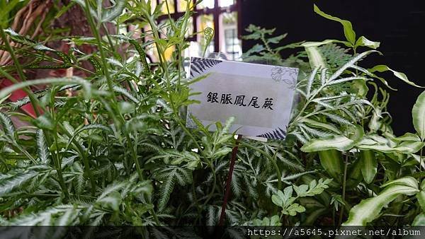 2024蕨類植物展下