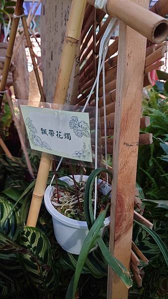 秋石斛與天南星科植物展