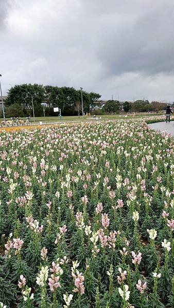 古亭河濱公園花海