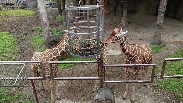 臺北市立木柵動物園