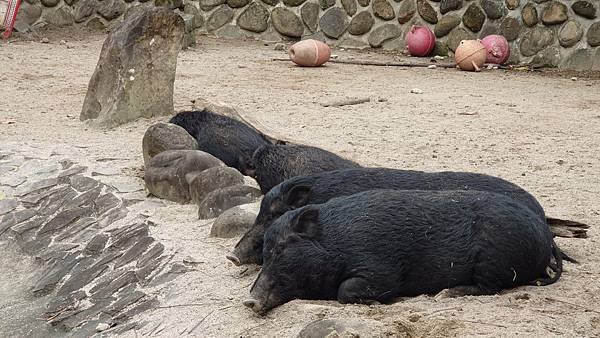 臺北市立木柵動物園