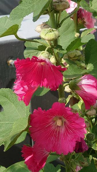 蜀葵花