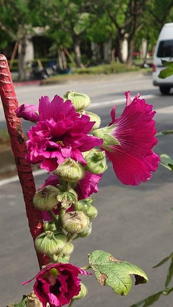 蜀葵花