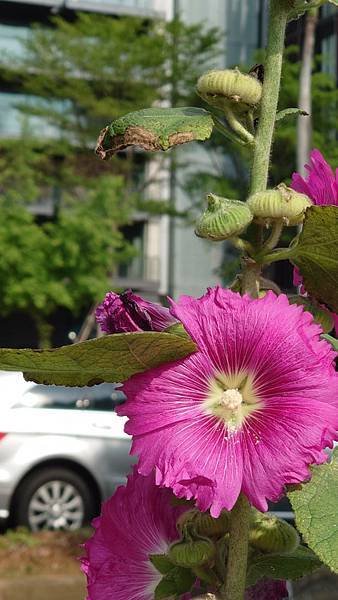 蜀葵花