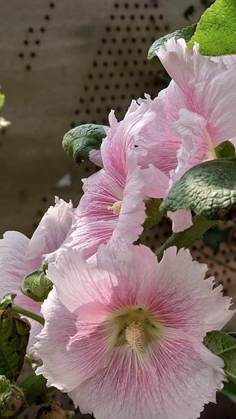 蜀葵花