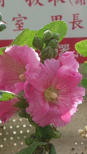 蜀葵花