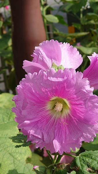 蜀葵花
