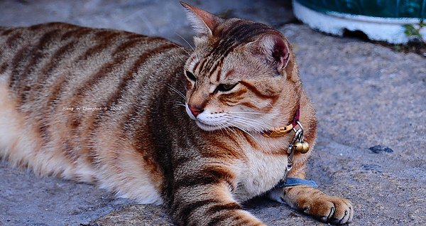 DSC_1920.jpg