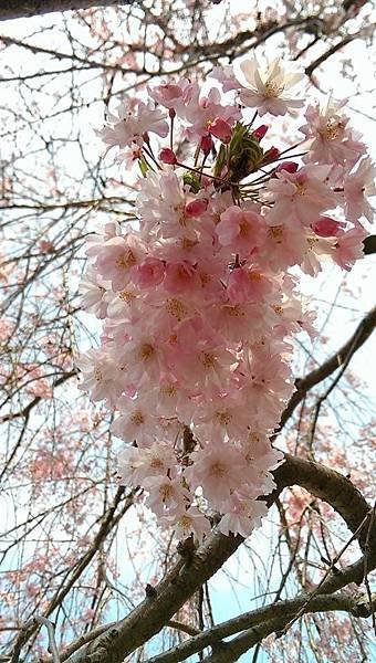 大本山 増上寺-6