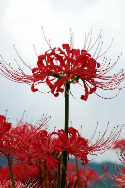 Cluster_amaryllis_close-up.jpg