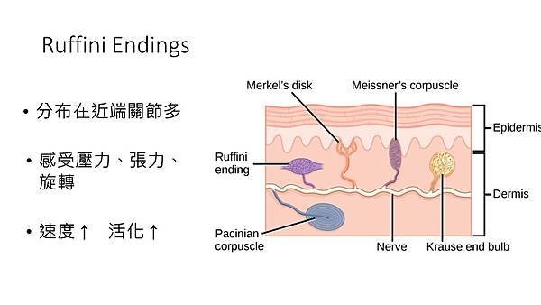 筋膜課程.jpg