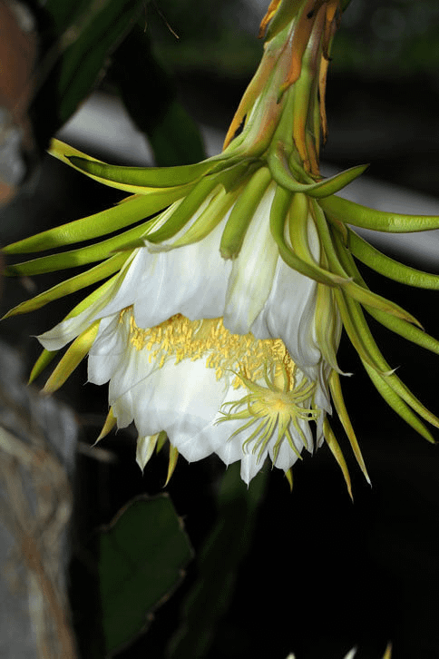 火龍果花.png