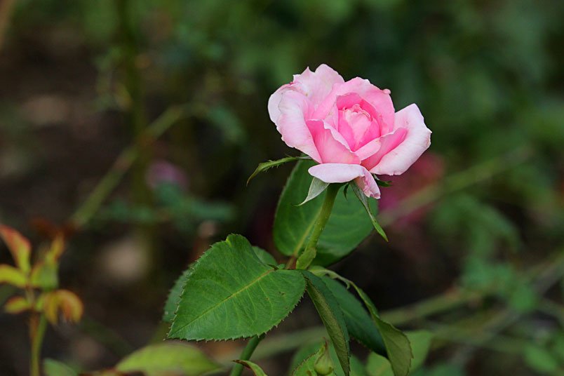 IMG_6803.jpg