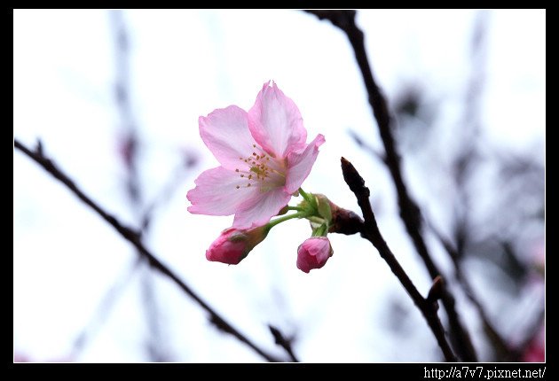 _MG_9950.jpg