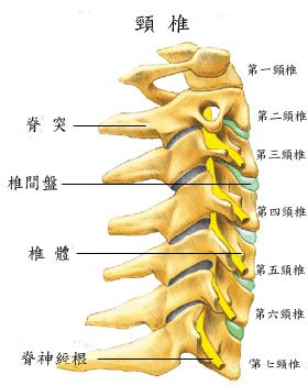 01anatomy_8_pic01.jpg