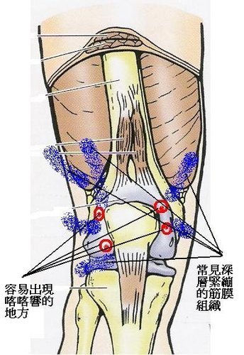 膝關節構造.jpg