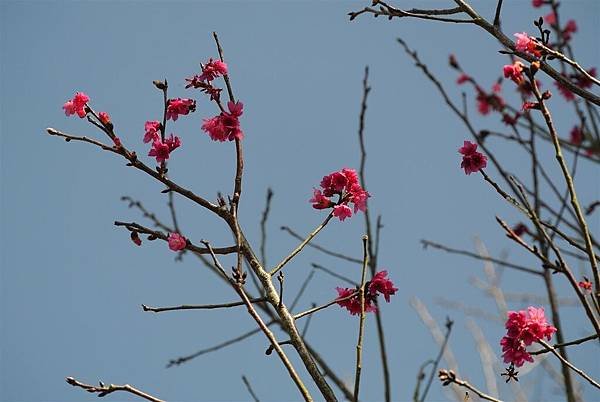 DSC_7778 (Large).JPG