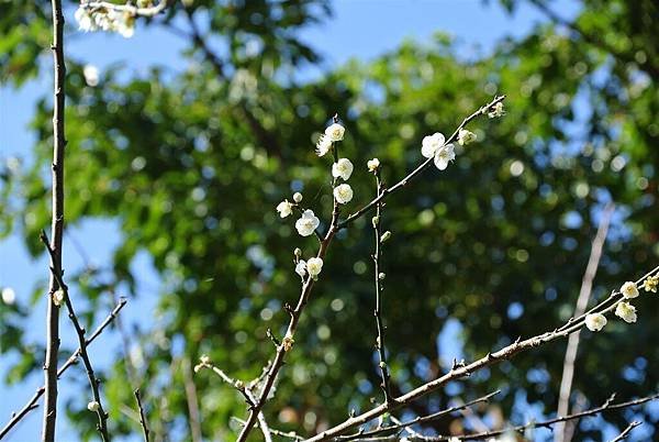 DSC_7784 (Large).JPG