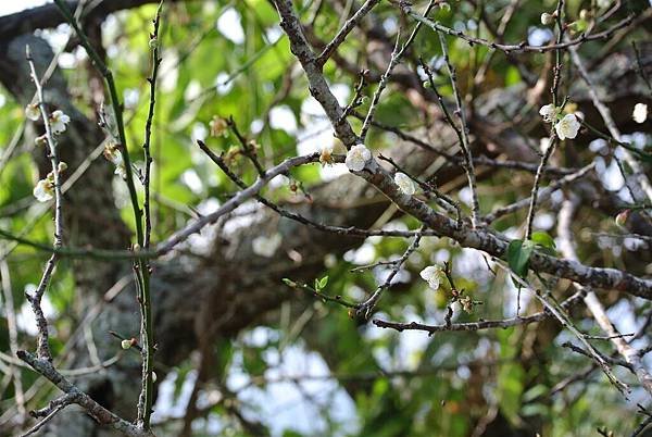 DSC_7865 (Large).JPG