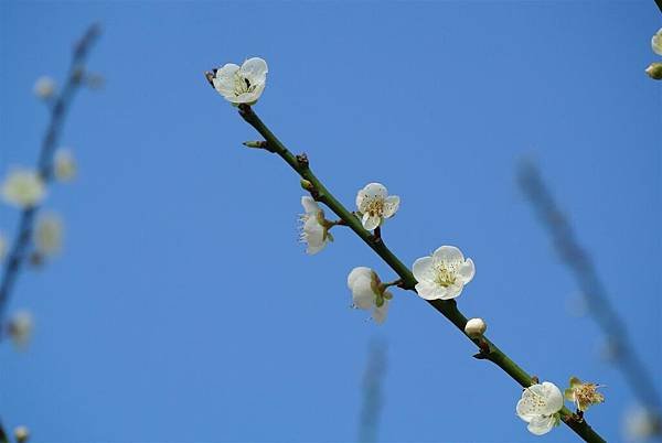 DSC_7902 (Large).JPG