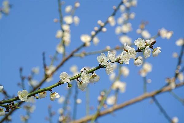 DSC_7908 (Large).JPG