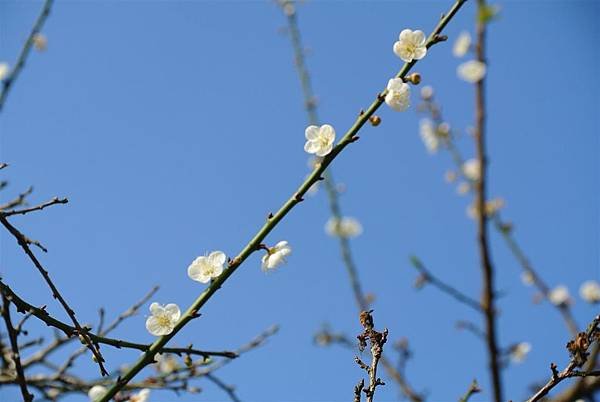 DSC_7915 (Large).JPG