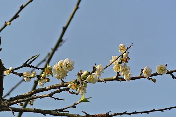 DSC_7937 (Large).JPG
