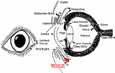 vet_eyedrawing-cherryeye.gif