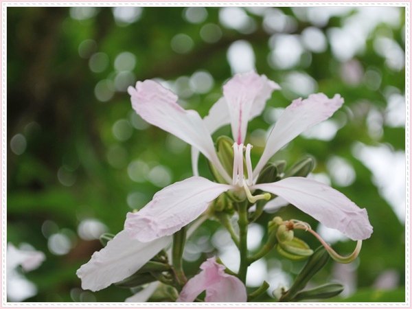 羊蹄甲開花囉.jpg