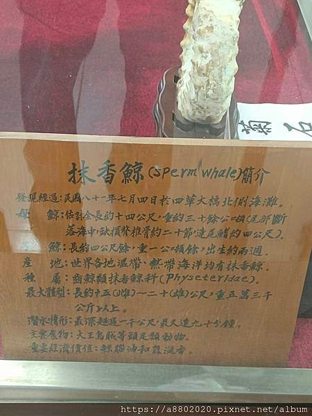 四草大眾廟抹香鯨展覽館