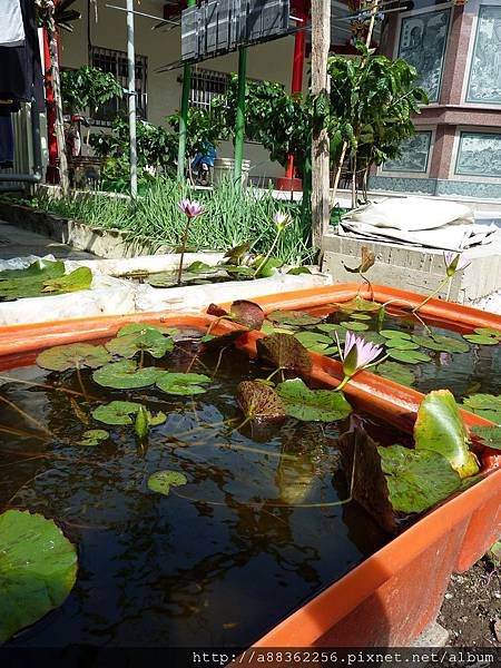 P1000446 (複製).JPG