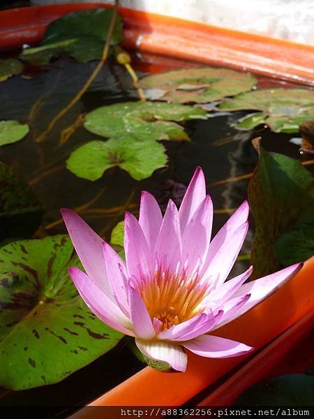 P1000448 (複製).JPG
