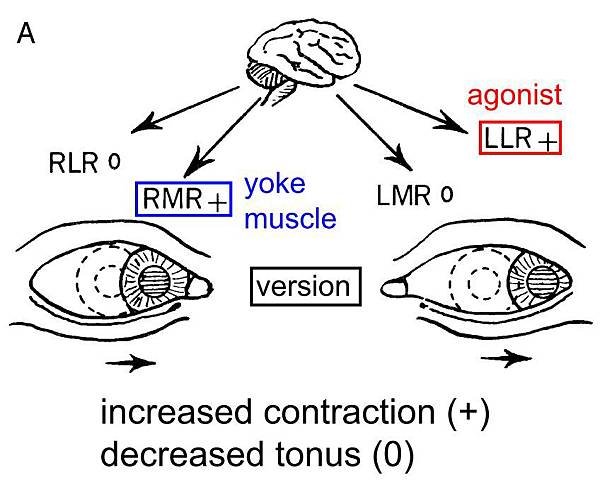 yoke muscle