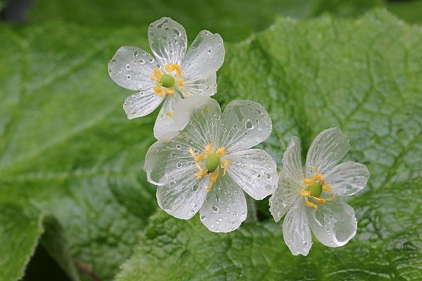 diphylleia_grayi_6