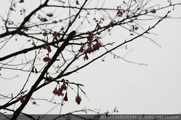 IMG_4385