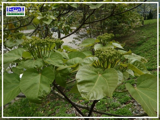 桐花-3