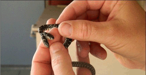 1126175672_x.gif