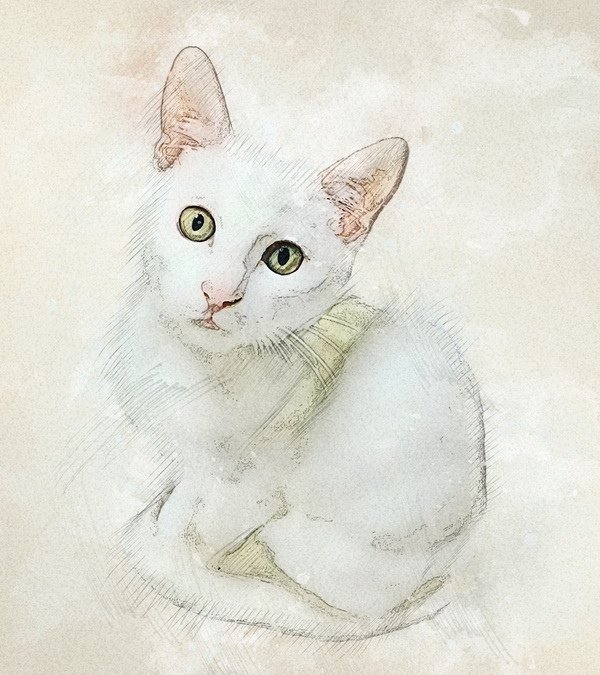 簡易素描貓繪 (6).jpg