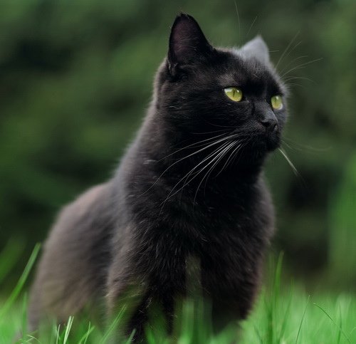 id12953001-cat-4541889_1920.jpg