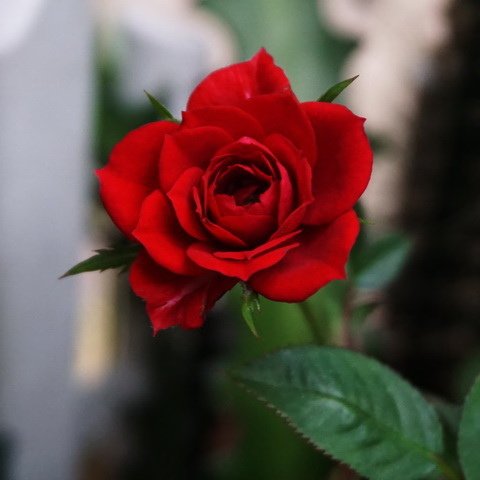 433 (4).jpg