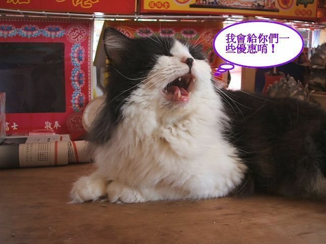 0金紙店的店貓 (5).JPG