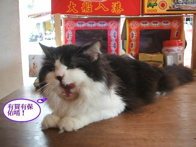 0金紙店的店貓 (4).JPG