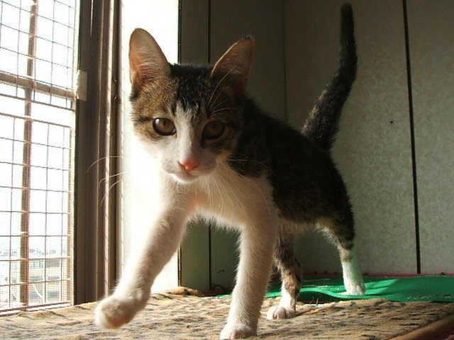 036 (11).JPG