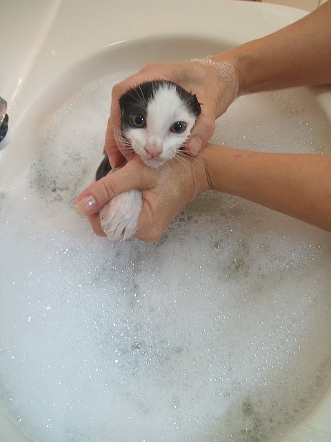 057乳乳搗蛋貓的家居歲月 上集 (24).JPG