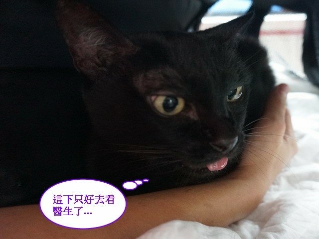 066琪琪拔牙記 (3).jpg