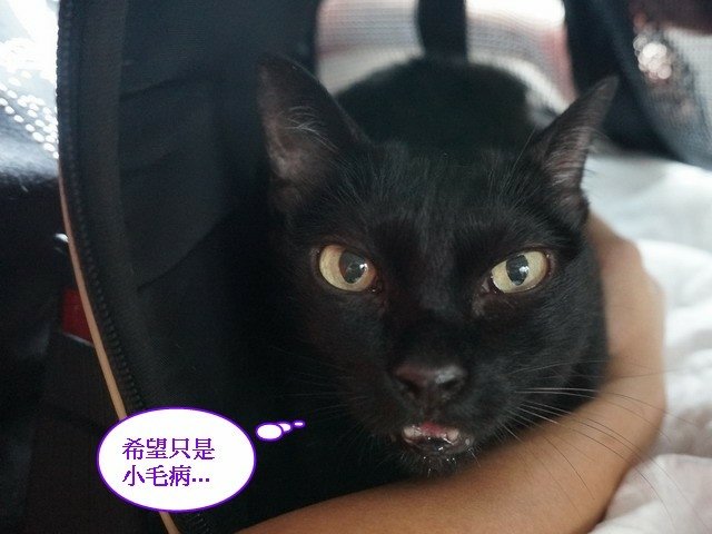 066琪琪拔牙記 (4).jpg